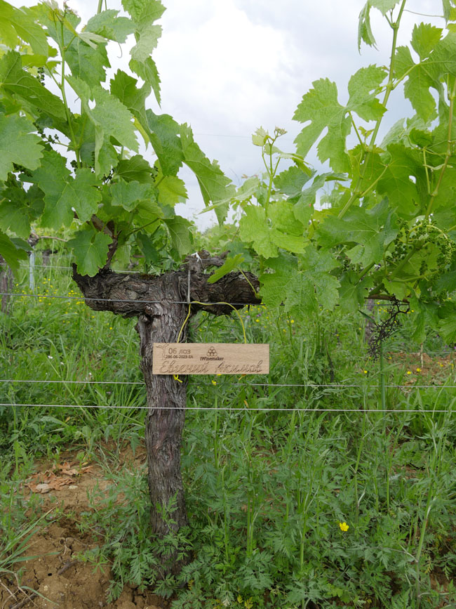 Виноградник на урожай